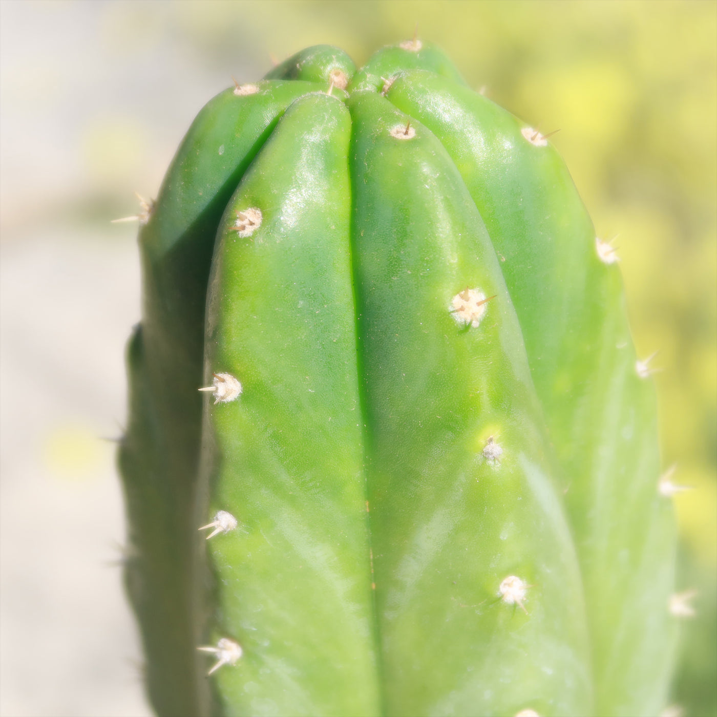 San Pedro Cactus 'Echinopsis pachanoi'