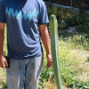 San Pedro Cactus &