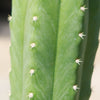 San Pedro Cactus &