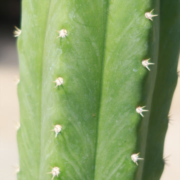 Shop 'San Pedro Cactus - Echinopsis pachanoi' Care and Growing