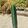 San Pedro Cactus &