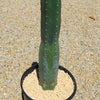 San Pedro Cactus &