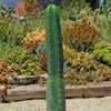 San Pedro Cactus &