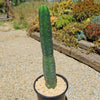 San Pedro Cactus &