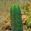 San Pedro Cactus &