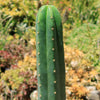 San Pedro Cactus &