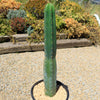 San Pedro Cactus &