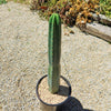 San Pedro Cactus &