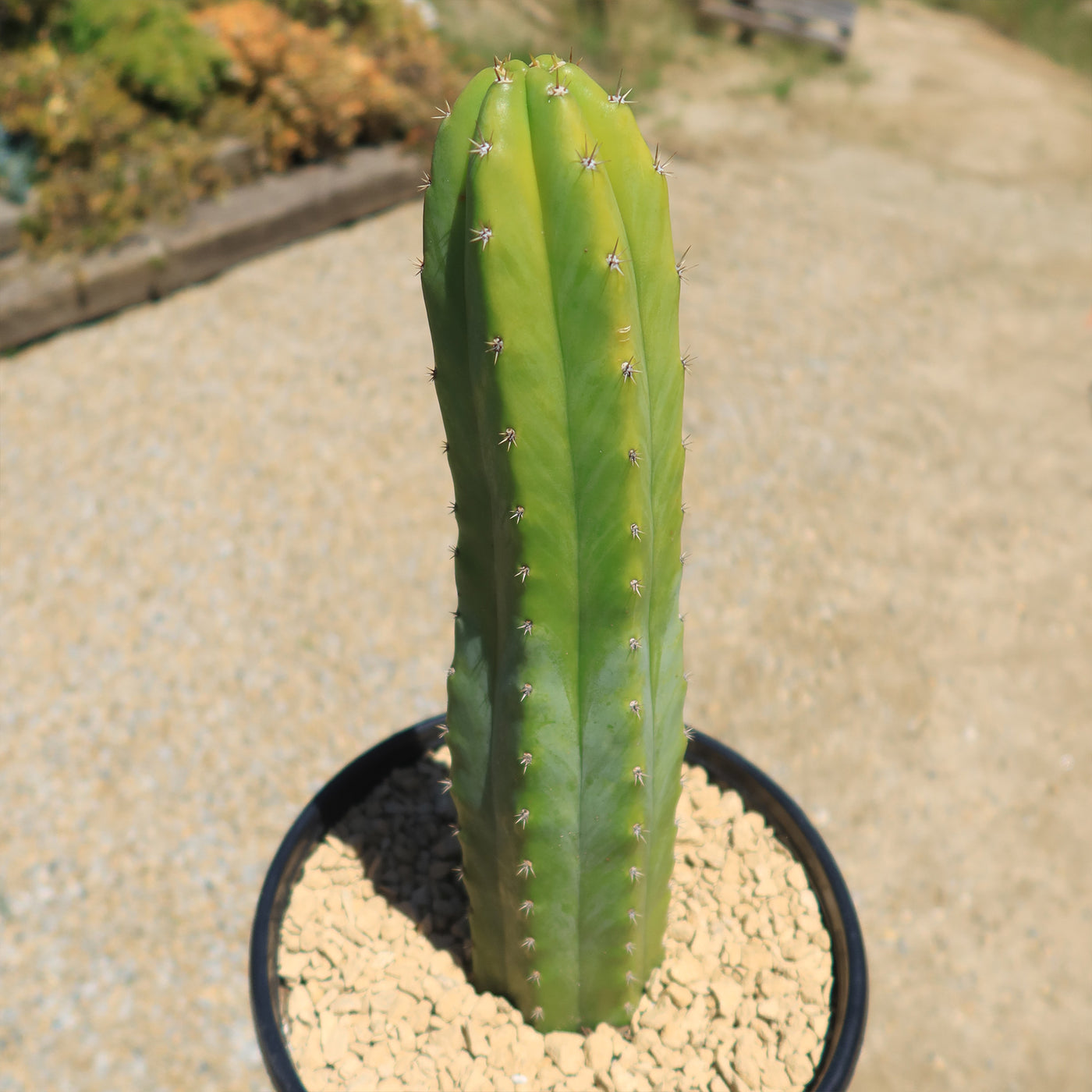 buy a san pedro cactus Shop 'San Pedro Cactus - Echinopsis pachanoi' Care and Growing Guide