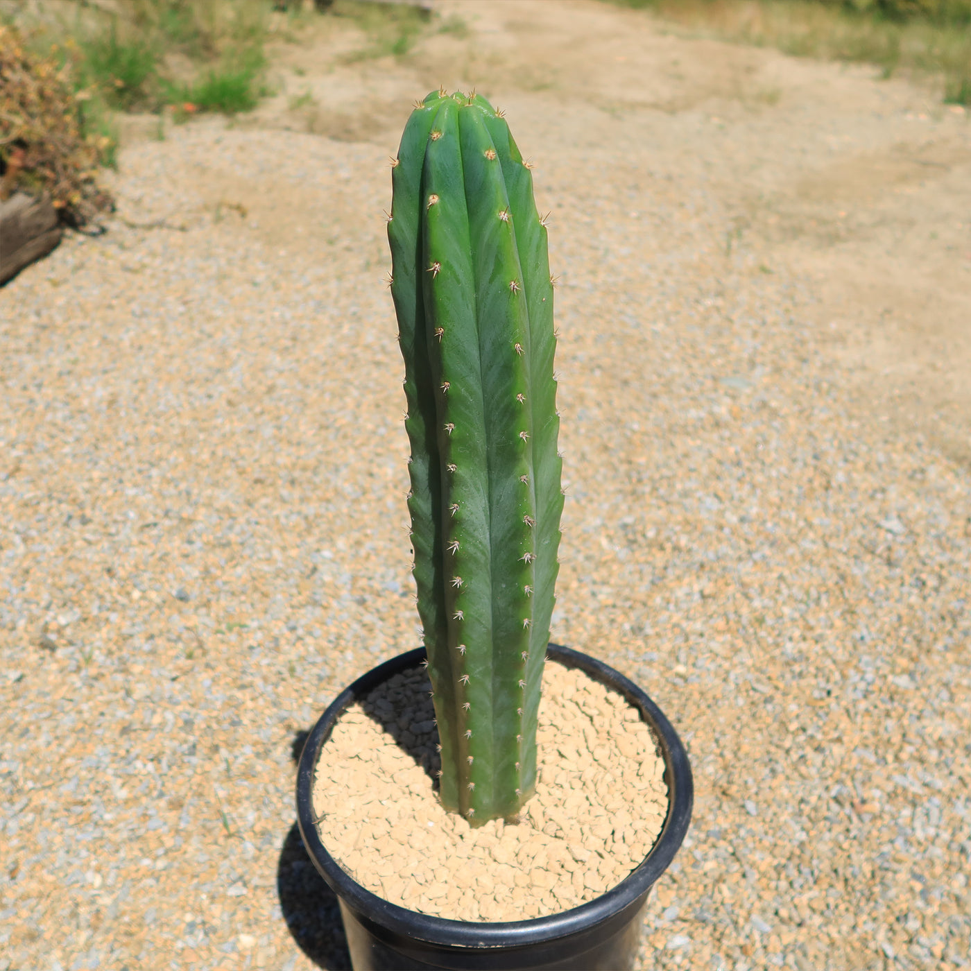 san pedro cactus characteristics San Pedro Cactus 'Echinopsis pachanoi'