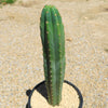 San Pedro Cactus &