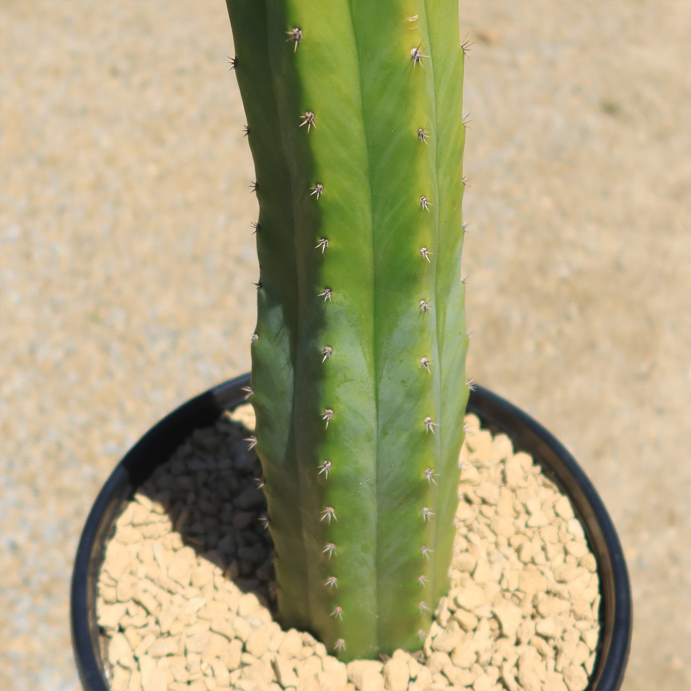 trichocereus pachanoi identifying san pedro cactus Shop 'San Pedro Cactus - Echinopsis pachanoi' Care and Growing Guide