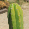 San Pedro Cactus &