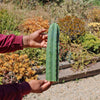 San Pedro Cactus Cuttings