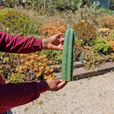 San Pedro Cactus Cuttings