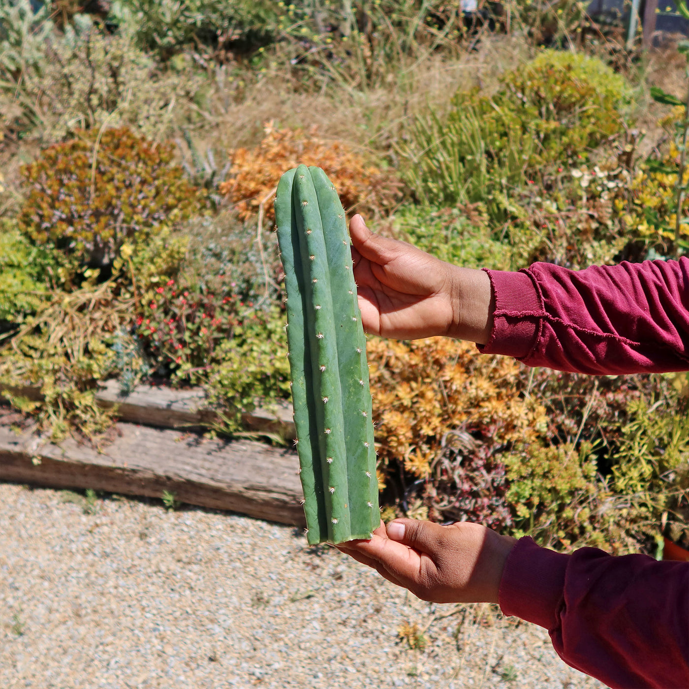 San Pedro Cactus Cuttings