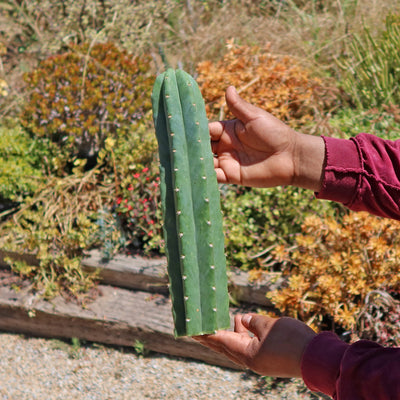 San Pedro Cactus Cuttings