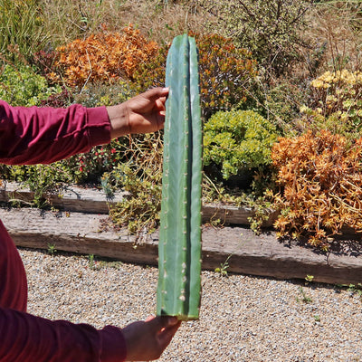 San Pedro Cactus Cuttings