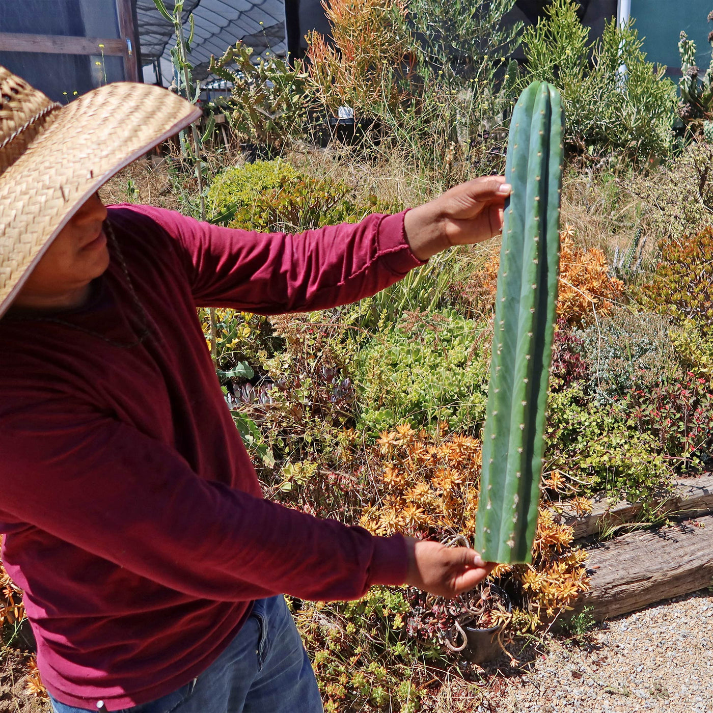 San Pedro Cactus 'Echinopsis pachanoi'