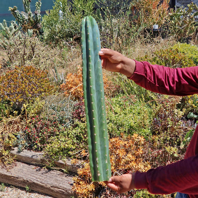 San Pedro Cactus Cuttings