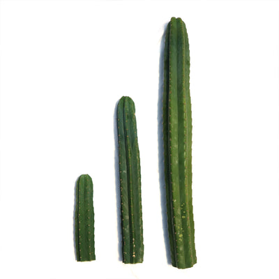 San Pedro Cactus Cuttings