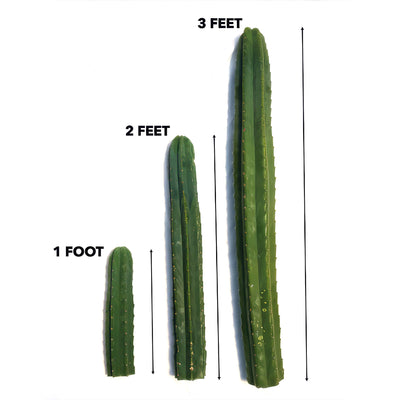 identifying san pedro cactus San Pedro Cactus Cuttings