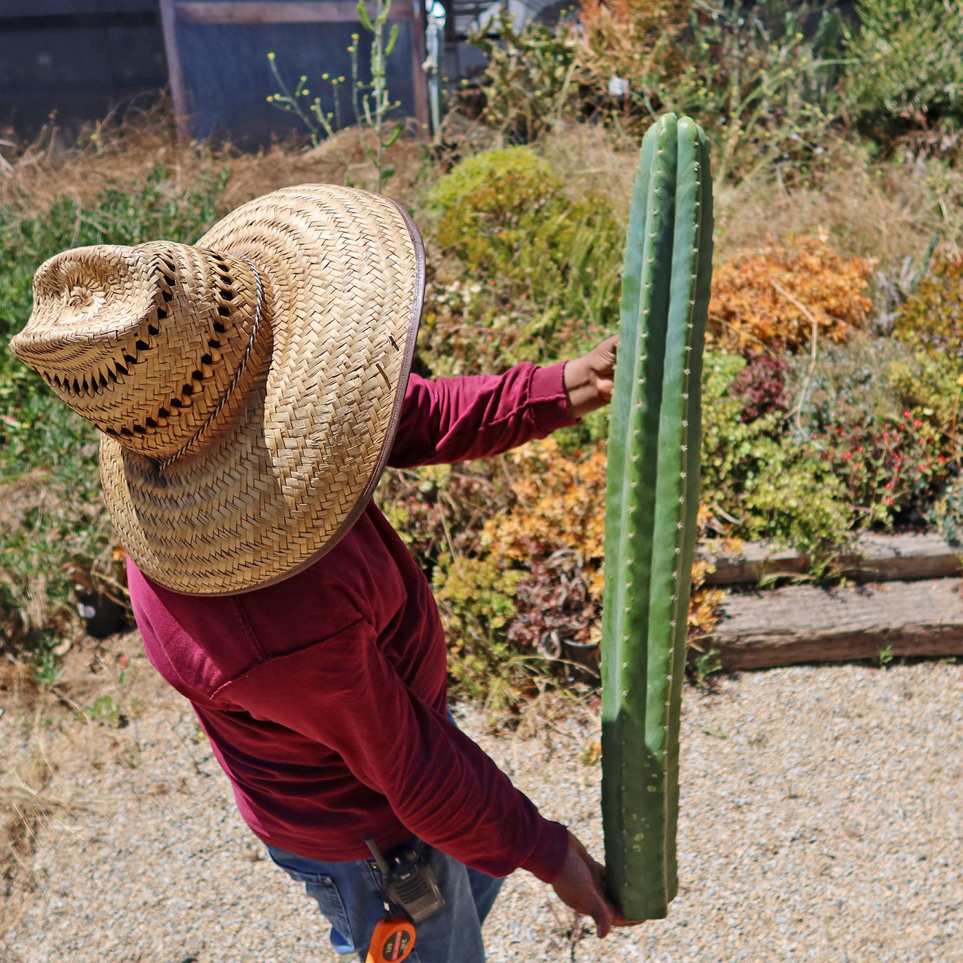 care for san pedro cactus San Pedro Cactus Cuttings