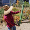 San Pedro Cactus Cuttings