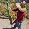 San Pedro Cactus Cuttings