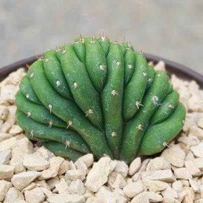 Crested San Pedro Cactus 'Echinopsis pachanoi cristata'