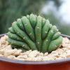 Crested San Pedro Cactus &