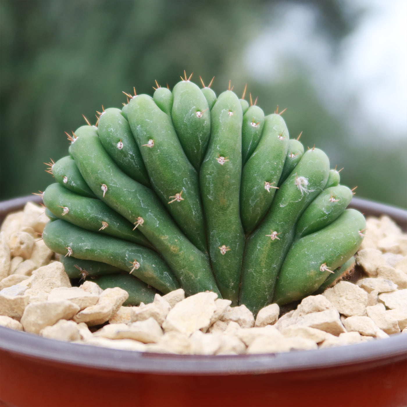 best place to buy san pedro cactus online Crested San Pedro Cactus 'Echinopsis pachanoi cristata'