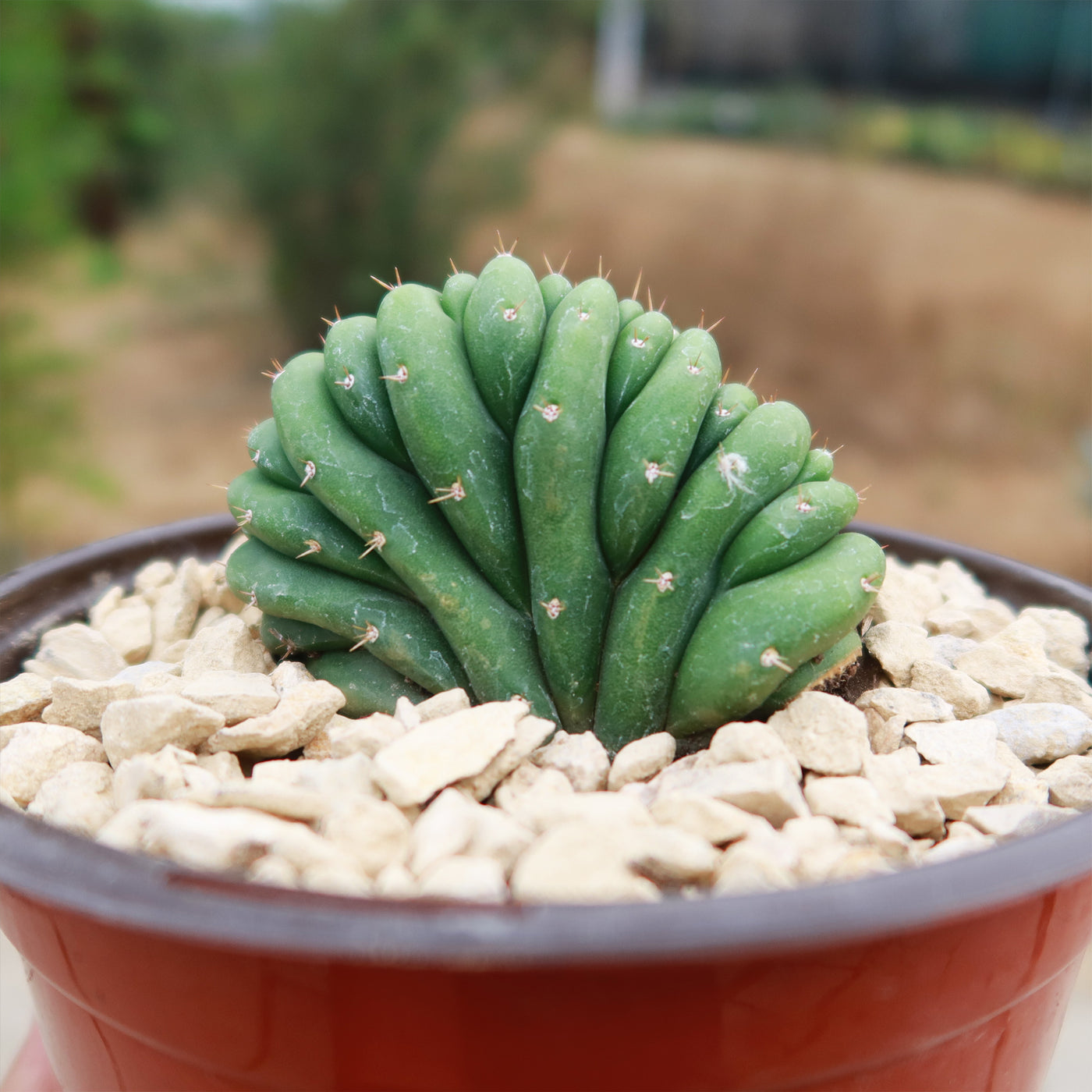 san pedro cactus in pot Crested San Pedro Cactus 'Echinopsis pachanoi cristata'