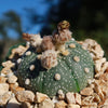 Sand Dollar Cactus &