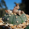 Sand Dollar Cactus &