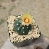 Sand Dollar Cactus &