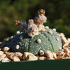 Sand Dollar Cactus &