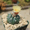 Sand Dollar Cactus &