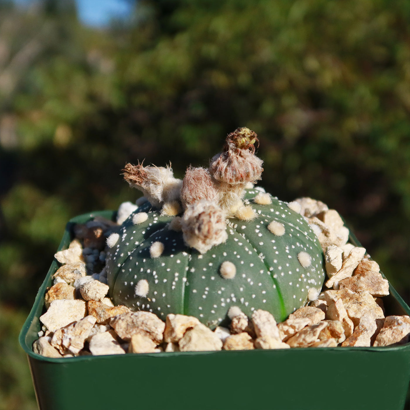 dollar succulents Shop 'Sand Dollar Cactus - Astrophytum asterias'