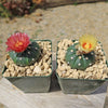 Sand Dollar Cactus &