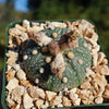 Sand Dollar Cactus &