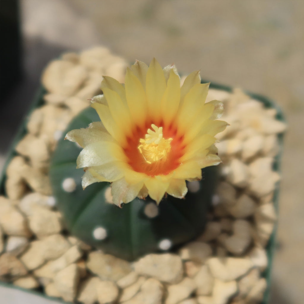 Sand Dollar Cactus &