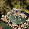 Sand Dollar Cactus &