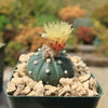 Sand Dollar Cactus &