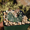 Sand Dollar Cactus &