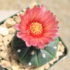 Sand Dollar Cactus &