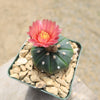 Sand Dollar Cactus &