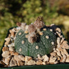 Sand Dollar Cactus &