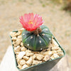 Sand Dollar Cactus &