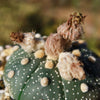 Sand Dollar Cactus &